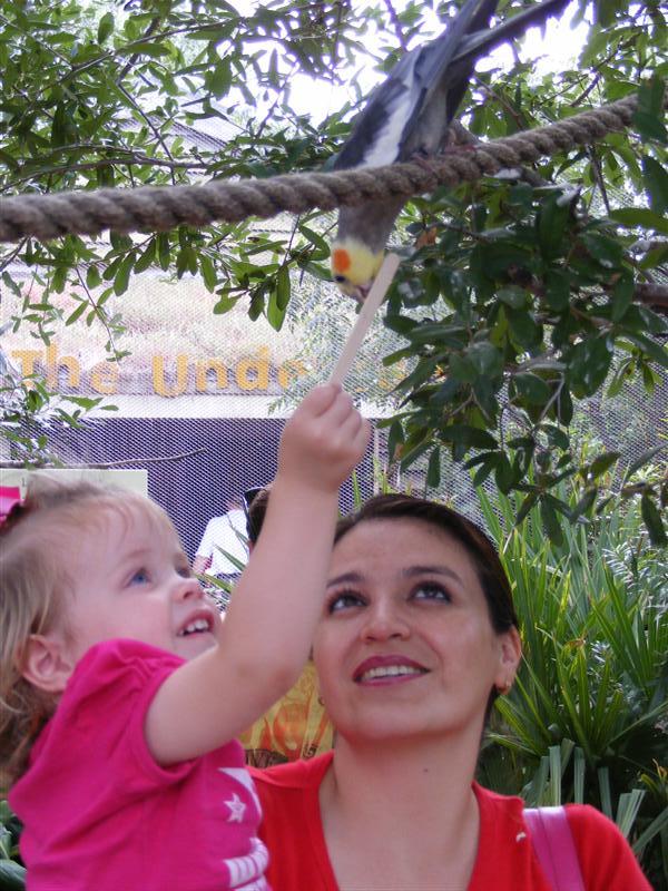 Jess2ndBDay_DALZoo (78) (Medium).JPG - Here you go birdy!  Ms. Lisa held me up here for like five minutes so I could feed this guy!